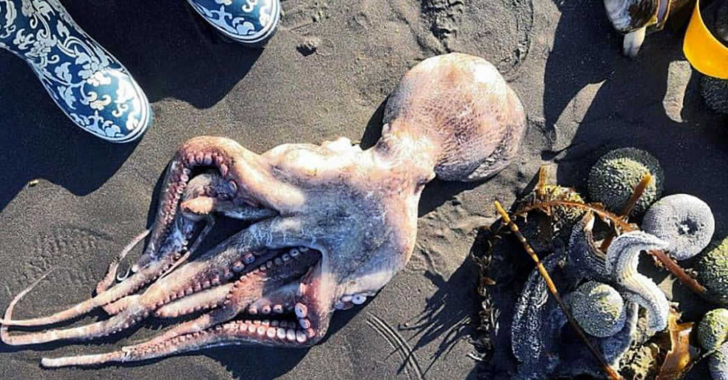 «Камчатка в беде и все молчат!»: тысячи морских животных выбросились на берег Камчатки