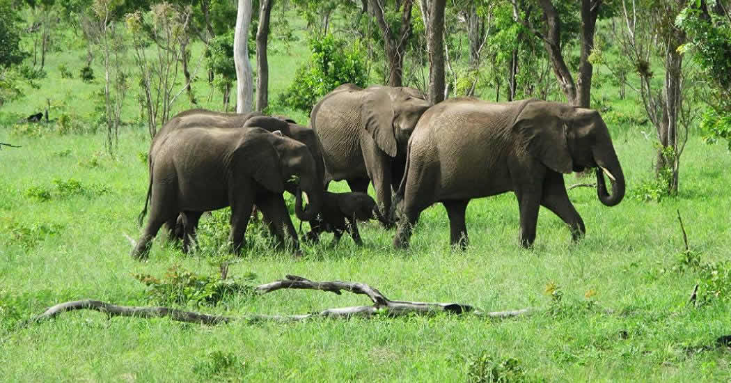 В Ботсване сообщили о загадочной смерти более чем 110 слонов