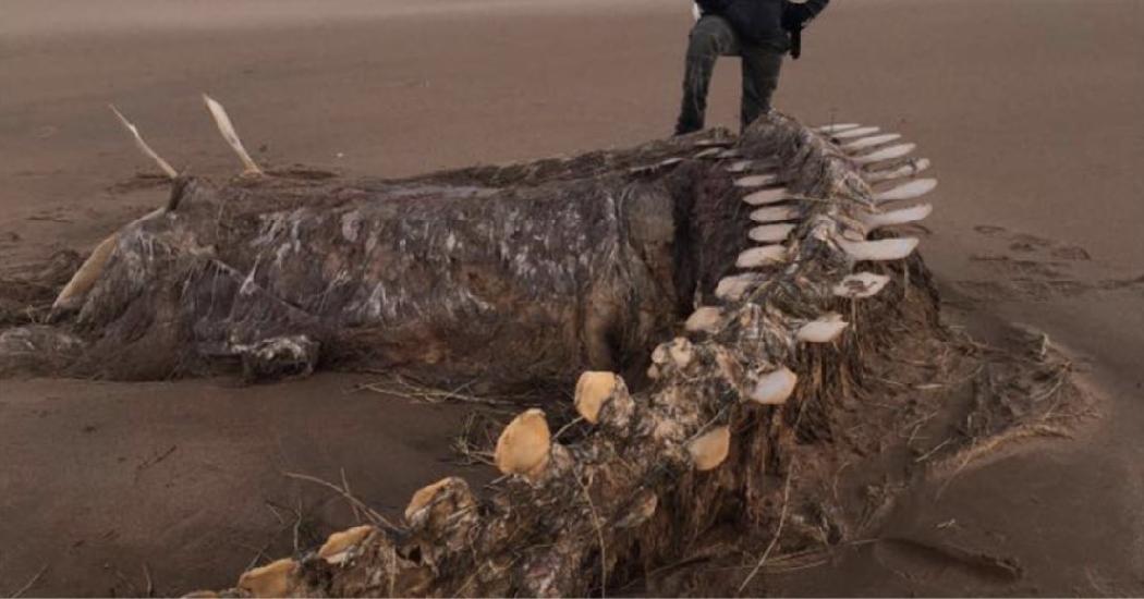 Ураган вынес на побережье Шотландии скелет загадочного существа