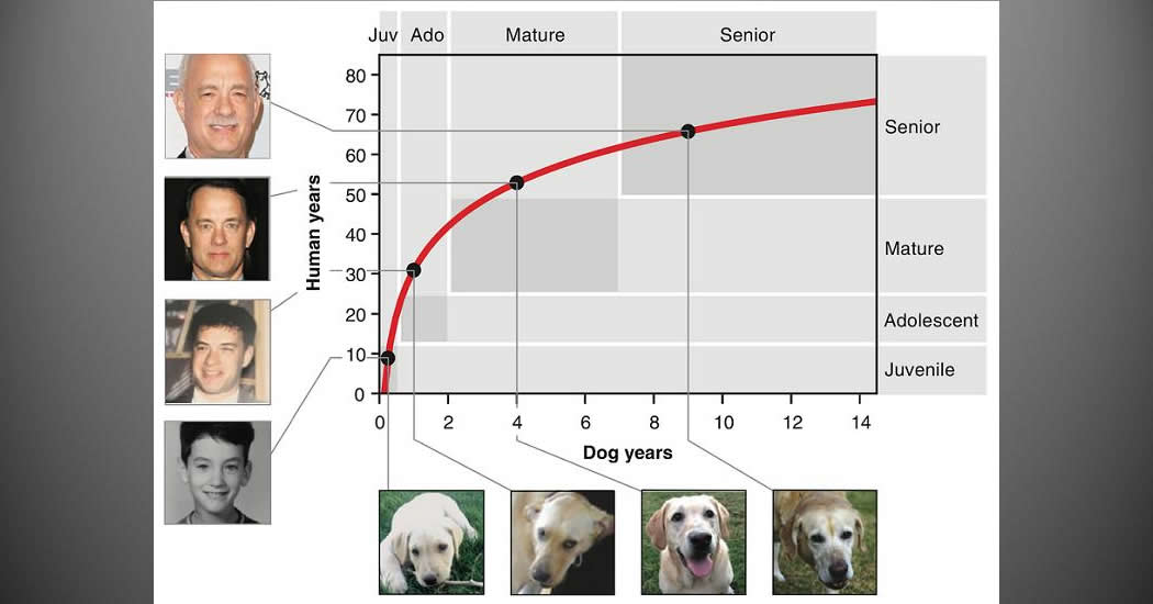 Найден способ оценки "человеческого" возраста собаки