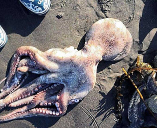  «Камчатка в беде и все молчат!»: тысячи морских животных выбросились на берег Камчатки