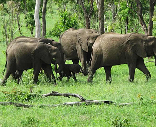  В Ботсване сообщили о загадочной смерти более чем 110 слонов