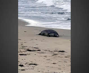  В Дагестане нашли около 700 мертвых тюленей