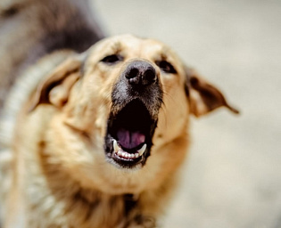  Суд разрешил требовать компенсацию за громкий лай соседских собак