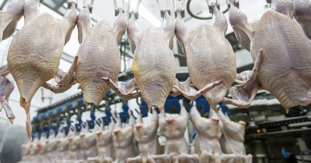 Россельхознадзор запретил поставки птицы и яиц из Словакии