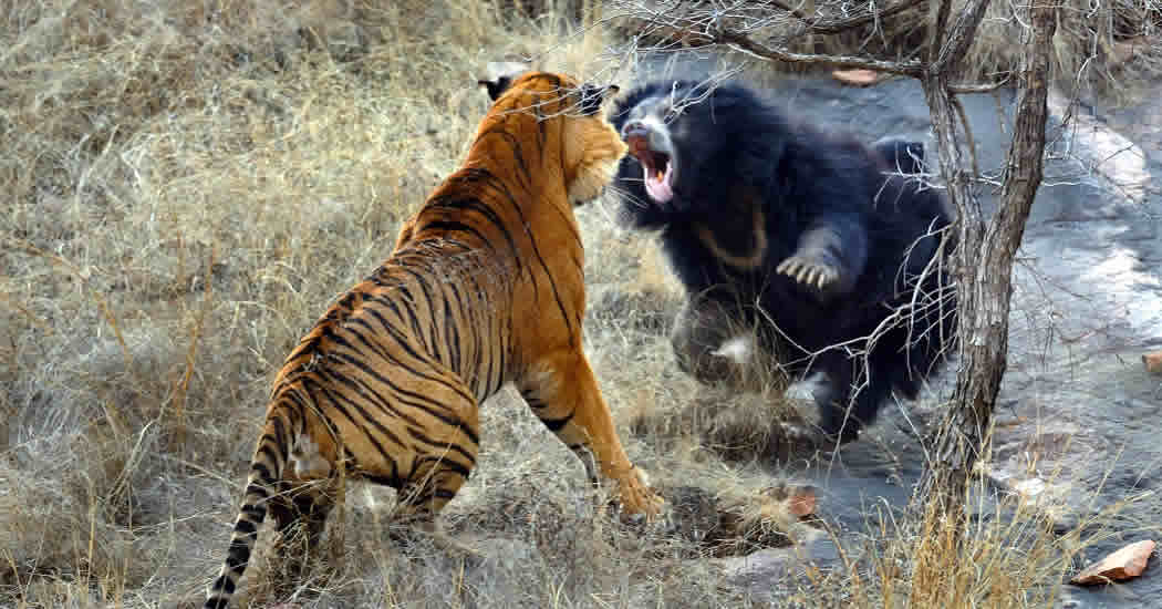 Схватка медведя с тигром