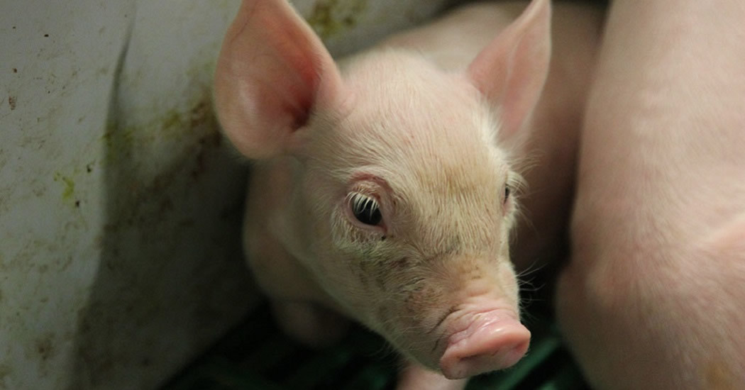 Таиландская CP Foods купит российского производителя свинины «АПК Дон»