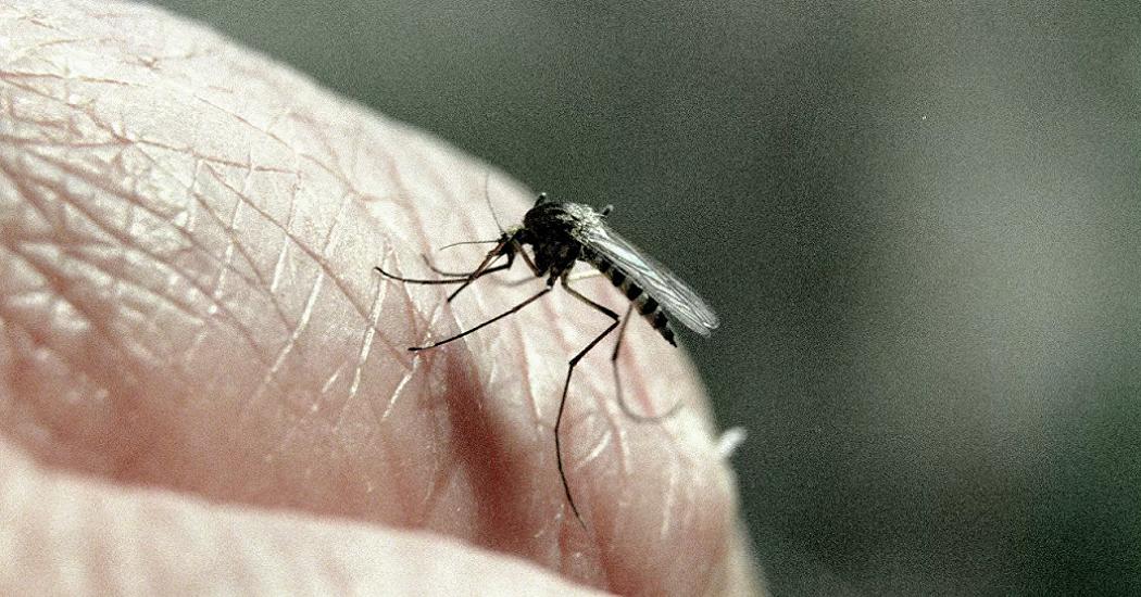 Ученые оценили, могут ли комары быть переносчиками коронавируса