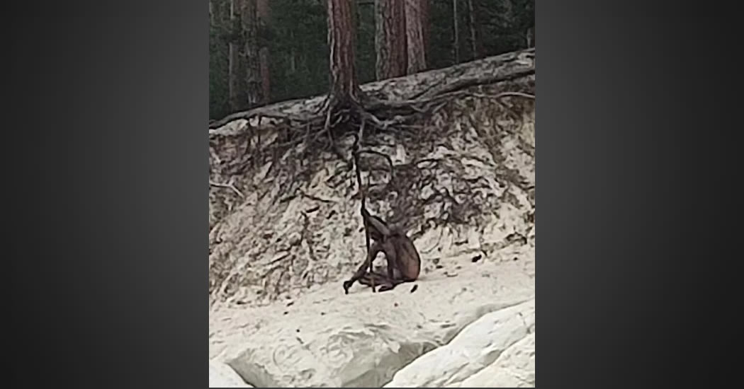 В горах Гарц в Германии сняли на камеру загадочного человека-волка