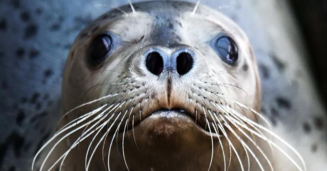 На побережье Каспийского моря нашли 17 мертвых тюленей