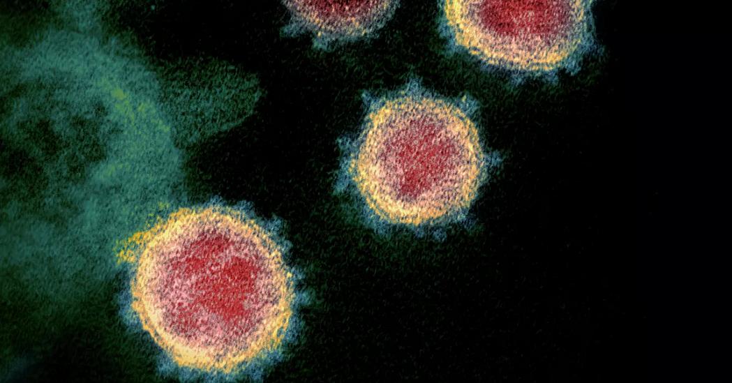 Названы главные "мишени" коронавируса в организме человека