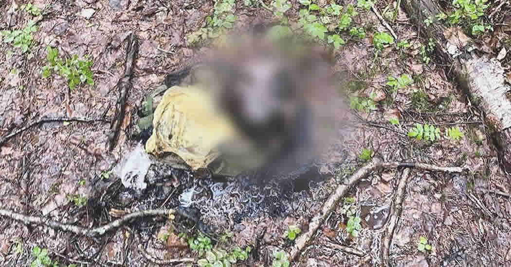 В Ленинградской области обнаружили пакет с отрубленной головой