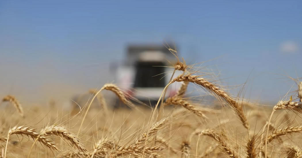 Правительство утвердило новые экспортные пошлины на зерно