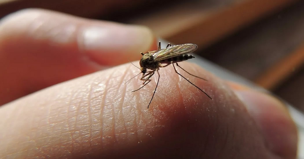 Россиянам рассказали, как комары выбирают свою жертву