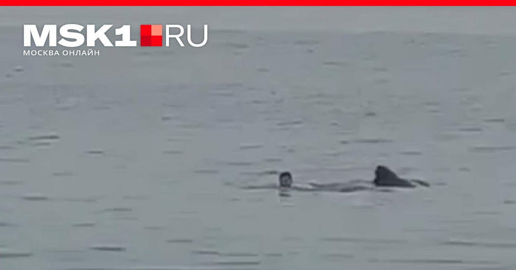 При нападении акулы в Египте погиб россиянин