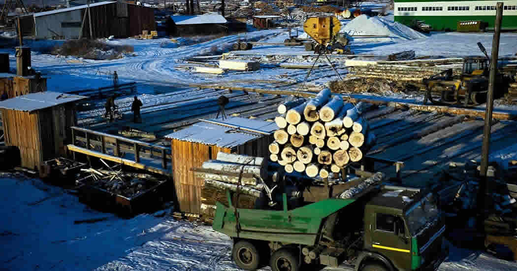 Правительство одобрило проект закона о незаконно заготовленной древесине