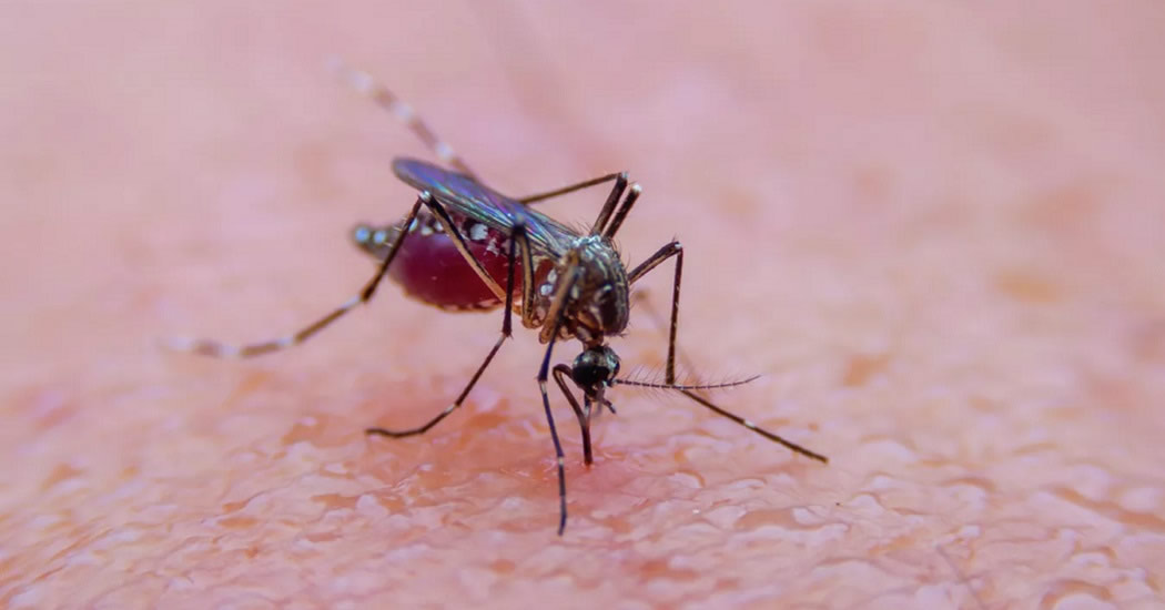 Медик объяснила, кого больше всех любят кусать комары