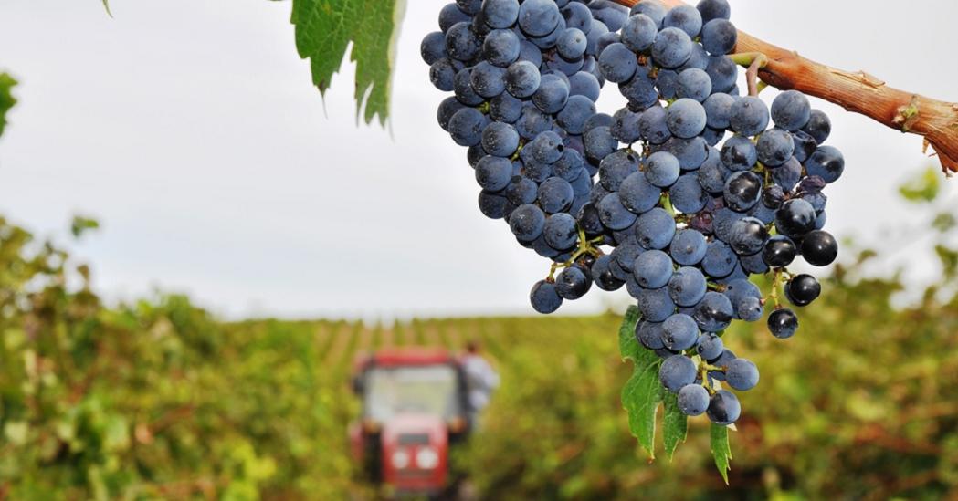 В России вступает в силу закон о виноградарстве и виноделии