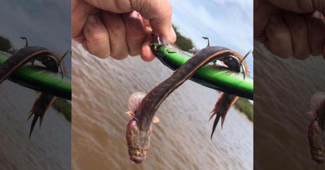 В Австралии рыбаки выловили редкого монстра