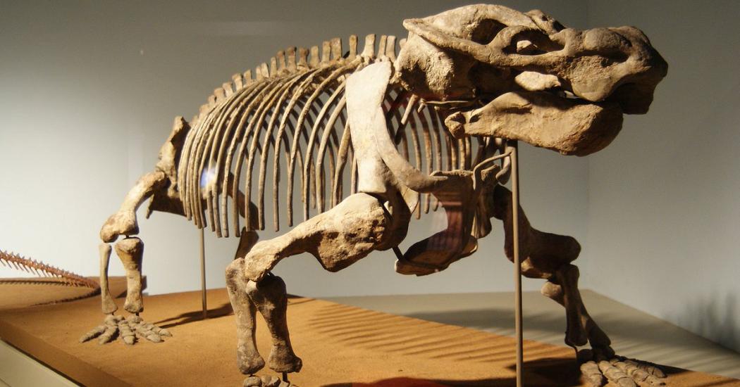 Палеонтологи открыли древнейшего предка человека размером со слона