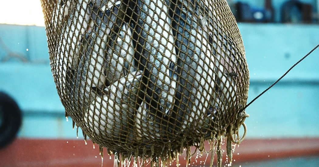 РБК: рыбаки предупредили о подорожании самой дешевой рыбы