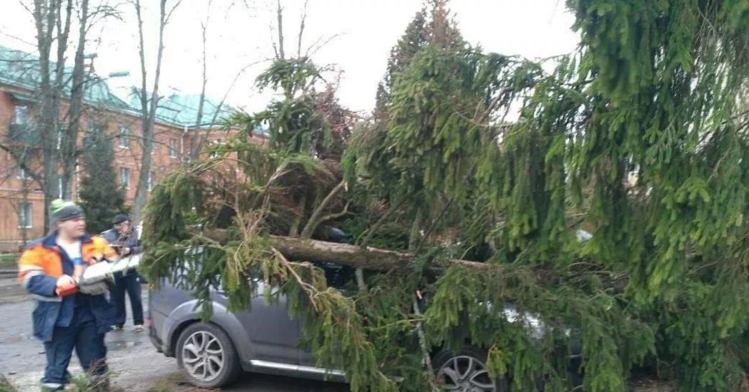 Штормовой ветер в Москве повалил 125 деревьев, есть пострадавшие и 1 погибший 