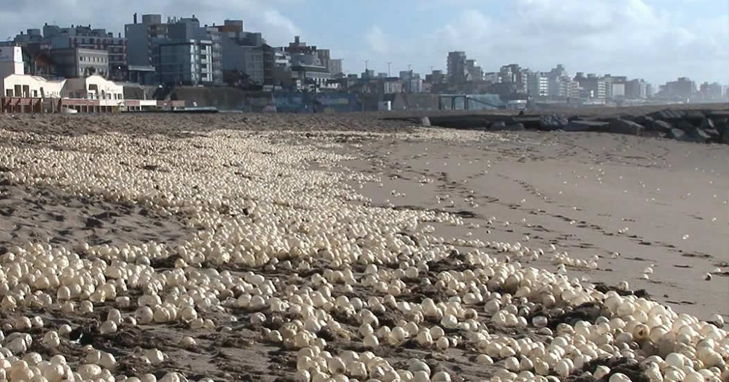Пляж аргентинского курорта покрылся «гигантскими жемчужинами»