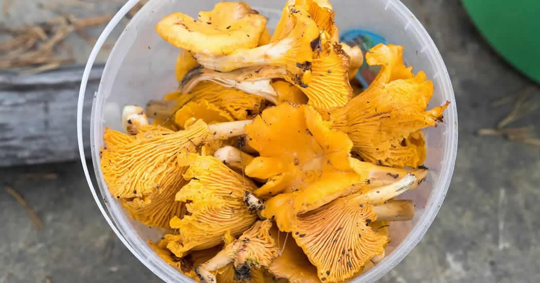 Эксперт назвала грибы, повышающие либидо