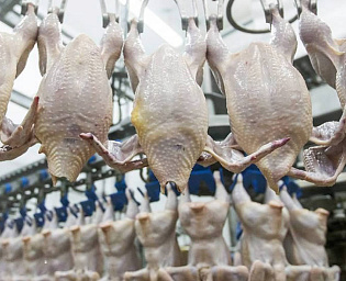  Россельхознадзор запретил поставки птицы и яиц из Словакии