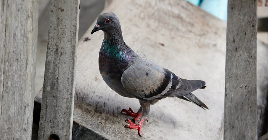 В Австралии хотят оставить голубю из США небольшой шанс выжить