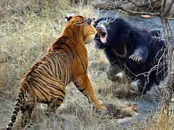 Схватка медведя с тигром