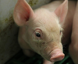  Таиландская CP Foods купит российского производителя свинины «АПК Дон»