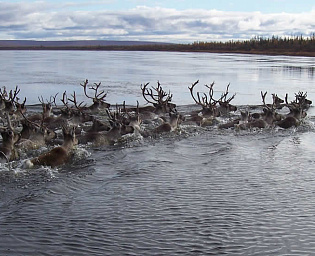  На Таймыре со дна реки подняли 700 туш оленей
