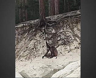  В горах Гарц в Германии сняли на камеру загадочного человека-волка