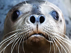 На побережье Каспийского моря нашли 17 мертвых тюленей