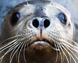  На побережье Каспийского моря нашли 17 мертвых тюленей