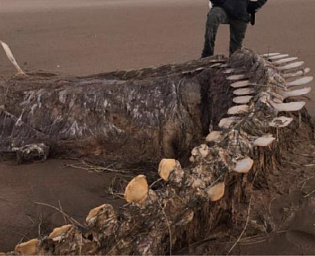  Ураган вынес на побережье Шотландии скелет загадочного существа