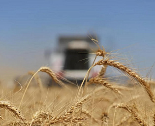  Правительство утвердило новые экспортные пошлины на зерно