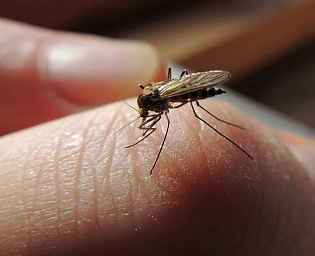  Россиянам рассказали, как комары выбирают свою жертву