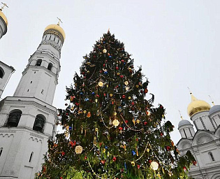  Экологи требуют не рубить новогоднюю ель для украшения Кремля