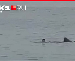  При нападении акулы в Египте погиб россиянин