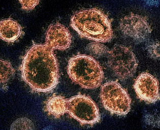  Ученые опровергли один из мифов о коронавирусе