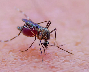  Медик объяснила, кого больше всех любят кусать комары