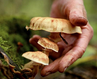  Часть съедобных грибов признали опасными
