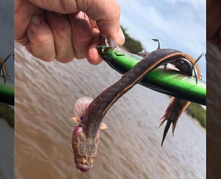  В Австралии рыбаки выловили редкого монстра