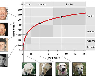  Найден способ оценки "человеческого" возраста собаки