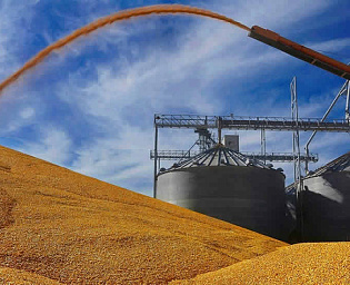  Пшеница взлетела в цене после остановки зерновой сделки