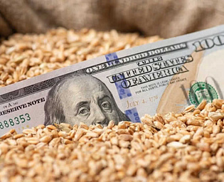  Цена пшеницы в США взлетела после заявления России о судах в Черном море