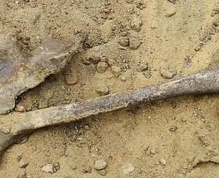  В Индонезии обнаружили останки древнего человека возрастом 1,8 миллиона лет